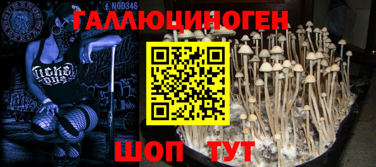 Галлюциногенные грибы Psilocybe  Балаково 